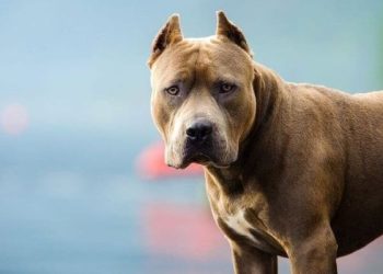 ცხოველთა მონიტორიგნის სააგენტოს დირექტორი: ცხოველის გასეირნების წესების   დარღვევის შემთხვევაში ჯარიმების გაზრდა იგეგმება