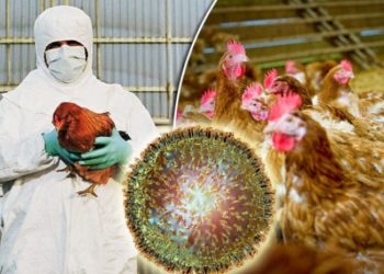 ბრაზილიამ, ფრინველის გრიპის გამო, საგანგებო მდგომარეობა გამოაცხადა