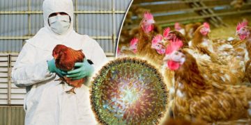 ბრაზილიამ, ფრინველის გრიპის გამო, საგანგებო მდგომარეობა გამოაცხადა