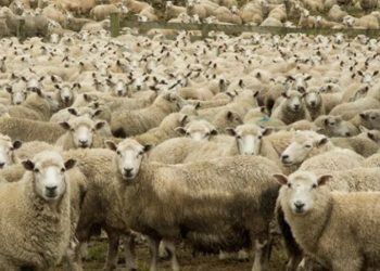 დახოცილია ას სულზე მეტი ცხვარი – სტიქიამ თუშეთში მეცხვარეები დააზარალა