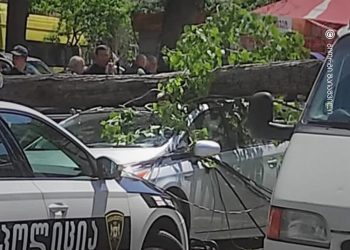 გლდანში, ბაზრის მიმდებარე ტერიტორიაზე ხე წაიქცა