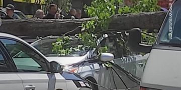 გლდანში, ბაზრის მიმდებარე ტერიტორიაზე ხე წაიქცა