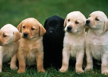 „თუ მოქალაქე მუნიციპალურ თავშესაფარში დაარეგისტრირებს ცხოველს, სტერილიზაცია-კასტრაცია უფასოდ მოხდება – ცხოველთა მონიტორინგის სააგენტო