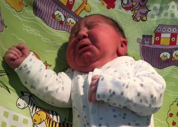 გურიაში გოლიათი ბიჭუნა დაიბადა – “დუდა გურული 5,500 კილოგრამია”