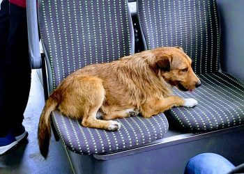 “უბილეთო” მგზავრი ავტობუსში” – ფოტოები