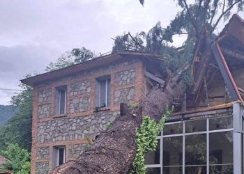 ლაგოდეხში ქარის მიერ მოგლეჯილი ხე დაცული ტერიტორიების ადმინისტრაციის შენობას დაეცა