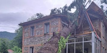 ლაგოდეხში ქარის მიერ მოგლეჯილი ხე დაცული ტერიტორიების ადმინისტრაციის შენობას დაეცა