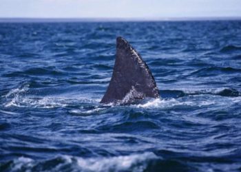 ზვიგენს, რომელმაც ეგვიპტეში რუსი ტურისტი შეჭამა, ლაბორატორიულად იკვლევენ