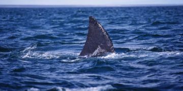 ზვიგენს, რომელმაც ეგვიპტეში რუსი ტურისტი შეჭამა, ლაბორატორიულად იკვლევენ