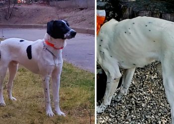 “ძაღლი იყო ნაცემი, ნაშიმშილები… იმ ავაზაკებს არ შევარჩენ! დასახურია მათი კანტორა” – რა მოხდა კინოლოგიურ სკოლაში