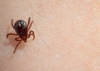 ახალციხეში ყირიმ–კონგოს ახალი შემთხვევა დაფიქსირდა