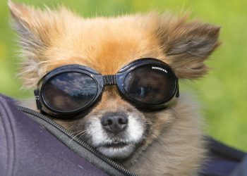 ნორვეგიაში დაკარგული ძაღლი 19 დღის შემდეგ ვენეციაში იპოვეს