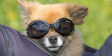 ნორვეგიაში დაკარგული ძაღლი 19 დღის შემდეგ ვენეციაში იპოვეს