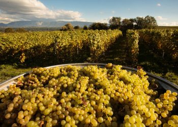 მთავრობის გადაწყვეტილებით, მიმდინარე წელს, რთველის მხარდასაჭერად, სუბსიდირების სახელმწიფო პროგრამა განხორციელდება