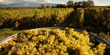 მთავრობის გადაწყვეტილებით, მიმდინარე წელს, რთველის მხარდასაჭერად, სუბსიდირების სახელმწიფო პროგრამა განხორციელდება