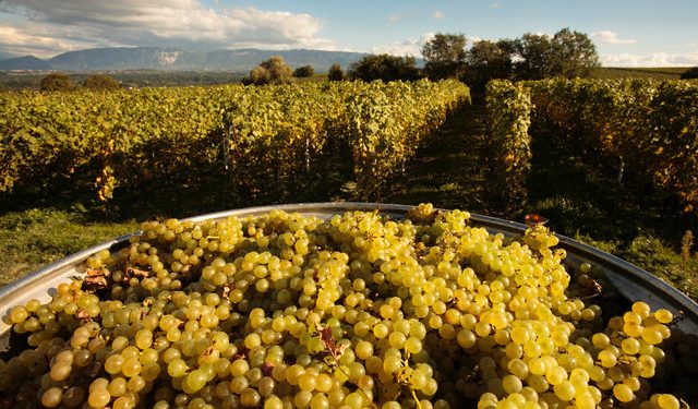 07 Oct 2006, near Geneva, Switzerland --- Harvesting Chasselas Grapes --- Image by © Owen Franken/Corbis