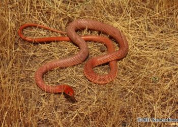 რუსთავში 38 გველი დაიჭირეს, მათ შორის შხამიანიც