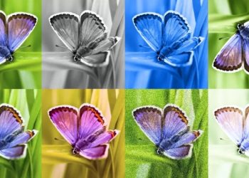 Google ხელოვნური ინტელექტით შექმნილ სურათებს სპეციალურ ნიშანს მიანიჭებს