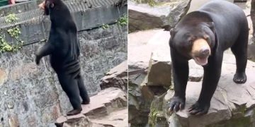 ჩინეთის ზოოპარკმა განმარტა, რომ მათი დათვები რეალურია და არა გადაცმული ადამიანები