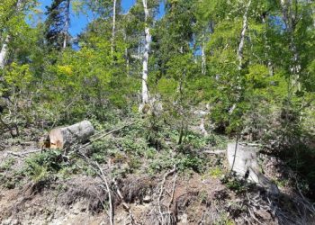 „ამ პროცესების უკან მოქმედი დეპუტატები დგანან და სწორედ მათ ანგარიშზე ირიცხება მილიონობით ლარი ყოველკვირეულად…“