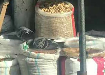 “მტრედების ფართი ბაზარში” – ვიდეო