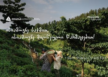 თიბისის მხარდაჭერით გურიაში ჩაის წარმოება გაფართოვდა