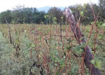 სახელმწიფო მზად არის, სეტყვით დაზიანებული ყურძნის მიღება-გადამუშავებისთვის