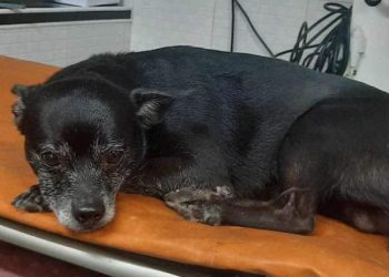 “იმიტომ ვწერ, რომ პატრონმა ნახოს, უნდა იცოდეს რომ აღარ ჰყავს თავისი მოხუცი…” – თათია კუჭუხიძე