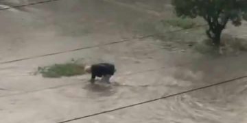 (ვიდეო) – მოხუცი მოქალაქე სანიღვრეს მარტო წმენდს – რუსთავი