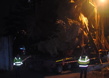 8 ბაობაბიდან 3 ფოთის პორტში რჩება – ხეების ტრანსპორტირებით დაზიანებულ გზაზე აღდგენითი სამუშაოები მიმდინარეობს