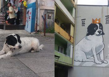 ცნობილი ბათუმელი ძაღლი „კუპატა“ მოკვდა