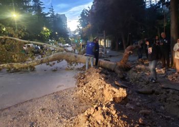 ძლიერი ქარი თბილისში – ქარმა მიცკევიჩის ქუჩაზე ხე მოგლიჯა