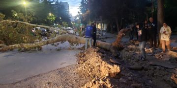 ძლიერი ქარი თბილისში – ქარმა მიცკევიჩის ქუჩაზე ხე მოგლიჯა