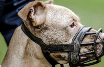 ღია სივრცეში ძაღლის საბელის ან ალიკაპის გარეშე ყოლაზე ჯარიმა გაიზარდა