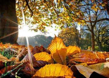 როგორი ამინდი იქნება დღეს საქართველოში