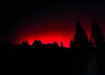 საქართველოში პოლარული ციალი გამოჩნდა