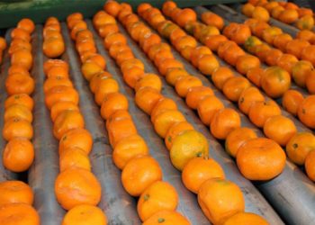 პესტიციდების დიდი ოდენობა მანდარინში – რა მოხდა სარფის საბაჟოზე?