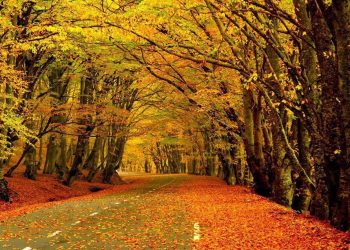 ტემპერატურა 23 გრადუსამდე აიწევს – ამინდის პროგნოზი ქალაქების მიხედვით