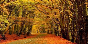 ტემპერატურა 23 გრადუსამდე აიწევს – ამინდის პროგნოზი ქალაქების მიხედვით