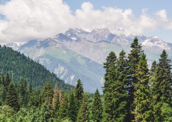 ტყუილია, თითქოს რაჭაში ტყე გაიყიდა – გარემოს დაცვისა და სოფლის მეურნეობის სამინისტრო განცხადებას ავრცელებს