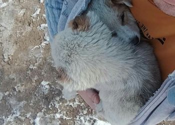 “თვეების ლეკვებს ტყეში, თოვლში როცა ყრით, ასეთი გათახსირებული სული რანაირად უნდა გქონდეთ, ღამე როგორ გეძინებათ” – სინჯიკაშვილი