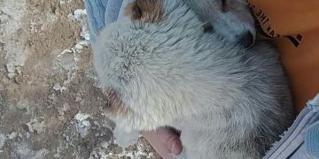 “თვეების ლეკვებს ტყეში, თოვლში როცა ყრით, ასეთი გათახსირებული სული რანაირად უნდა გქონდეთ, ღამე როგორ გეძინებათ” – სინჯიკაშვილი