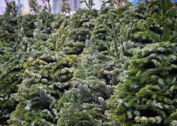 წინასაახალწლოდ წიწვოვანი მცენარეების მოპოვებასა და ტრანსპორტირებაზე კონტროლი მკაცრდება