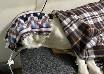 „პიროტექნიკა არ აქვს აფეთქებული პირში! არასწორი ინფორმაცია აღარ გაავრცელოთ! ძაღლი არის ნაცემი“ – ტასო ლოსაბერიძე მიმართვას ავრცელებს