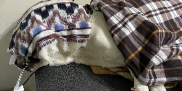 „პიროტექნიკა არ აქვს აფეთქებული პირში! არასწორი ინფორმაცია აღარ გაავრცელოთ! ძაღლი არის ნაცემი“ – ტასო ლოსაბერიძე მიმართვას ავრცელებს