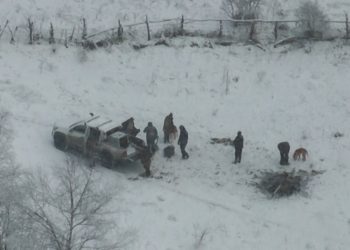 დუშეთში მოქალაქეებმა “წითელ ნუსხაში” შეტანილი მურა დათვი მოკლეს — დეპარტამენტი