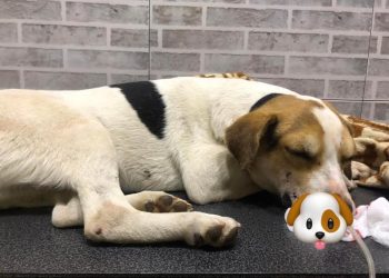 ,,გაუძლო” – ძაღლს, რომელიც მძიმე ტრამვებით ბაღდათიდან თბილისში გადმოიყვანეს, ოპერაცია ჩაუტარდა