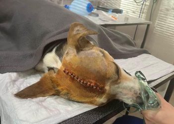 ,,ნევროლოგებმა გასინჯეს ჩვენი ბიჭი“ – მიშა კაჭკაჭიშვილი