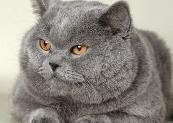 კატის ყოლა, შესაძლოა, შიზოფრენიის რისკს ზრდიდეს – კვლევა