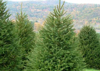 წიწვოვანი ხეების უკანონო მოპოვება-რეალიზაციის ფაქტები გამოვლინდა